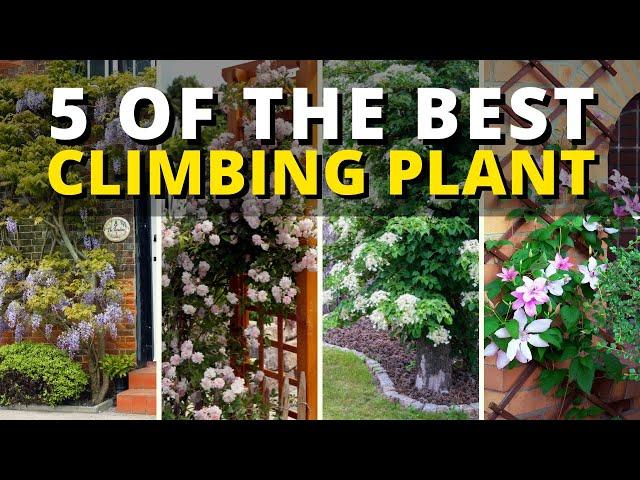 4 of The Best Climbing Plant  - Climbing Plants Ideas 