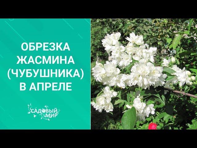 Обрезка жасмина (чубушника) в апреле