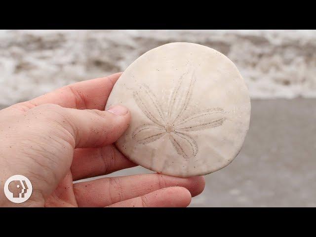 A Sand Dollar's Breakfast is Totally Metal | Deep Look