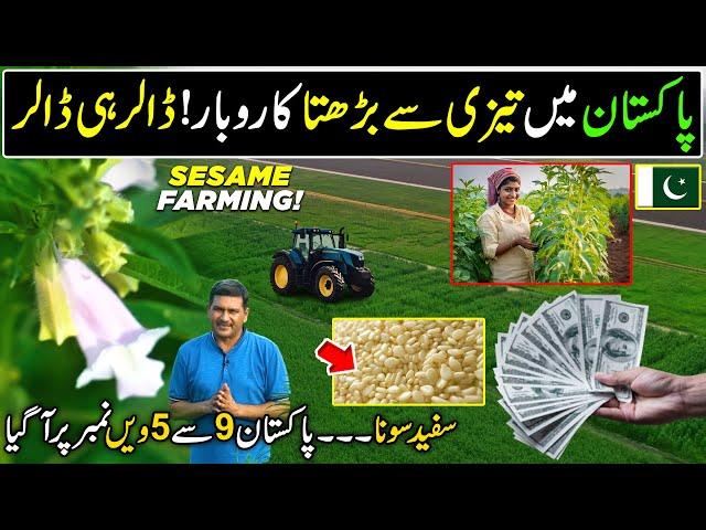 Pakistan's Fastest Growing Billion Dollar Business | Sesame Farming | Kissan Ka Pakistan