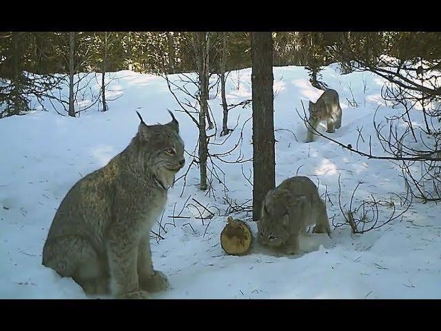 Рысь поймала зайца. Удачная съемка на фотоловушку (со звуком).