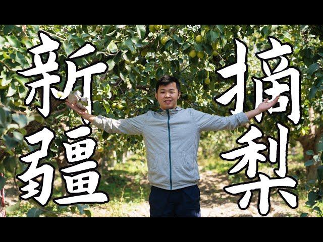 探索中国最好香梨产地，在新疆库尔勒摘梨的，为什么大多是河南人？ Explore the best pear orchards in Xinjiang China！