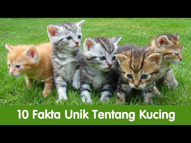 10 Fakta Unik Tentang Kucing