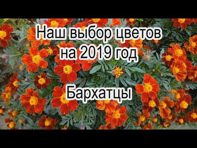 Наш выбор цветов на 2019 год.  Бархатцы.