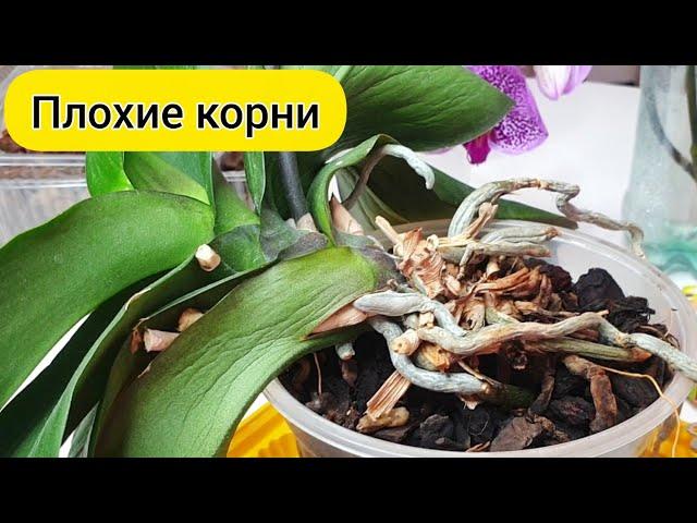 РЕАНИМАЦИЯ орхидеи с ПЛОХИМИ КОРНЯМИ // Пересадка орхидеи