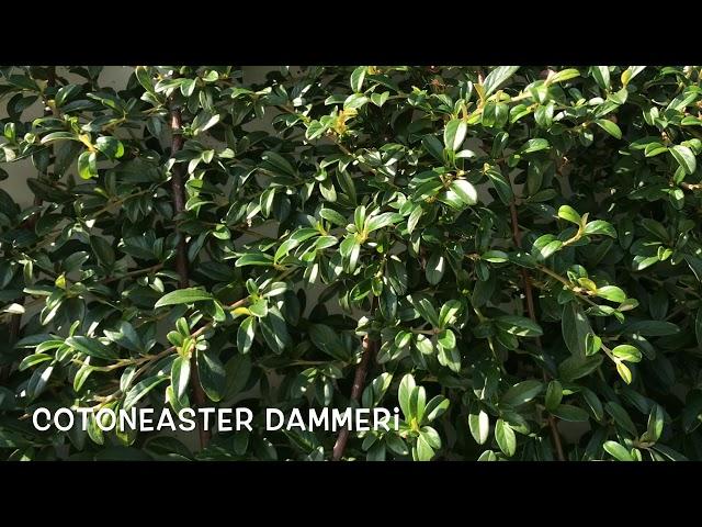 Cotoneaster dammeri - Garden Center online PGARDENS