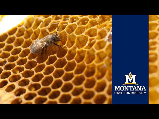 Honey bee research at Montana State University