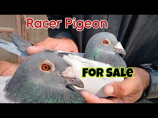 Breeder Pair For Sale - Top Performer Racer Pigeon For Sale | Racer Kabootar For Sale