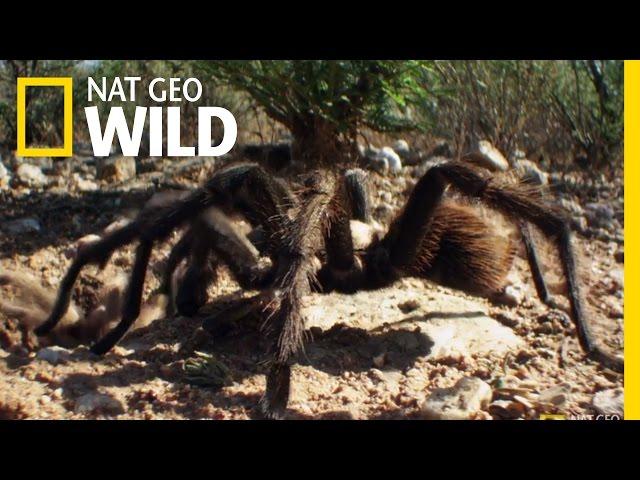 Spider Speed Dating | Wonderfully Weird