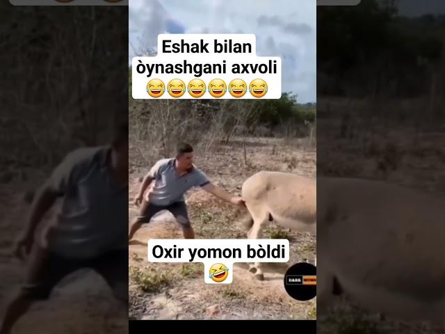 eshak bilan òynashganlar bomi 