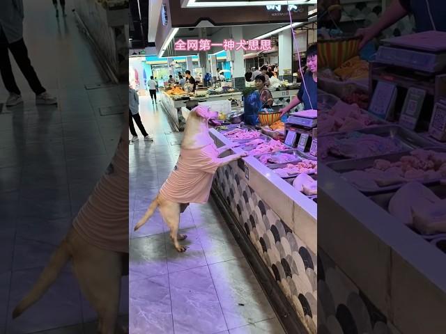 Dog buying chicken at the market