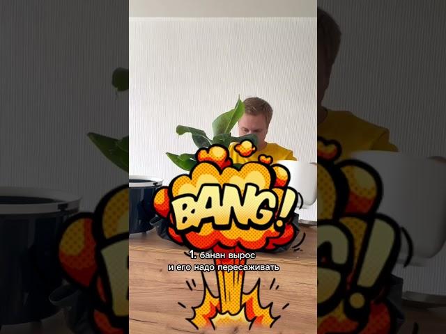 Выращиваете дома банан? #растениебанан #банан #растения #plants #banana