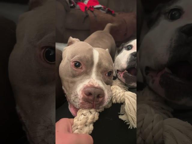 Ferocious Pitbull #pitbulldog #animals #animalshorts