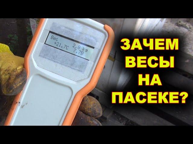 Зачем весы на пасеке?