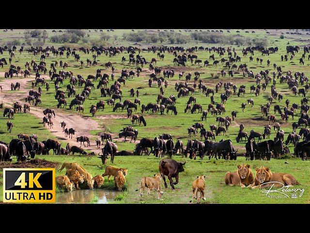 4K African Wildlife : WILD OKAVANGO | The Survival Struggles in Africa’s | Animal documentary