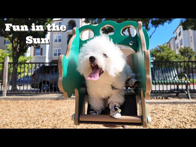 Bichon Puppy Playground Adventures (Summer Compilation)