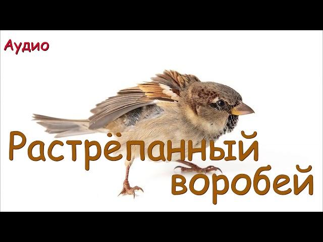 Растрёпанный воробей. Константин Паустовский.