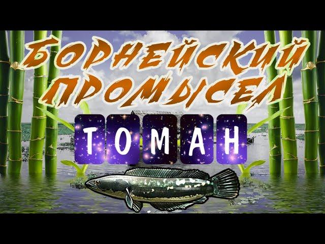 БОРНЕЙСКИЙ ПРОМЫСЕЛ "ТОМАН" - 5/9  ~|рр3 2023|~