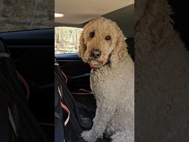 Artie goes for a ride  #standardpoodle #poodle #dogs #spoo  #ride