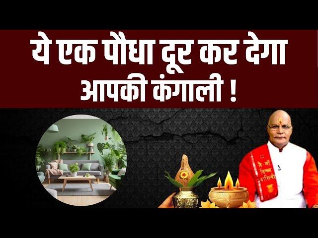 ये एक पौधा दूर कर देगा आपकी कंगाली ! | Pandit Suresh Pandey | Darshan24