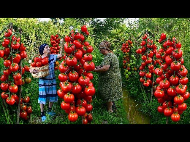 Harvesting Tomatoes, Cucumbers from the Garden | Grandma Making Delicious Pickle