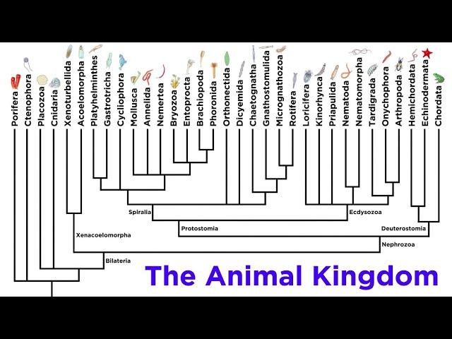 Major Divisions of Kingdom Animalia and the Problem With Animal Phyla