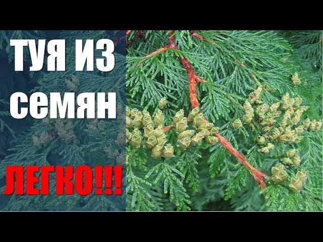 Как посадить тую семенами