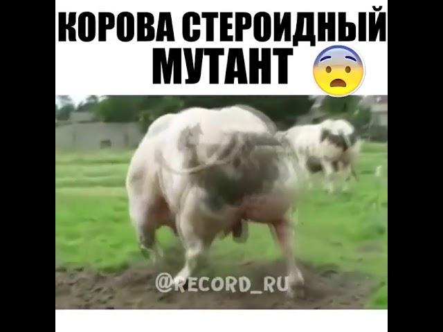 Корова стероидный мутант РЕКОРД