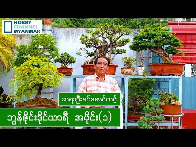 Myanmar Bonsai Diary (episode 01) U Khin Mg Tint