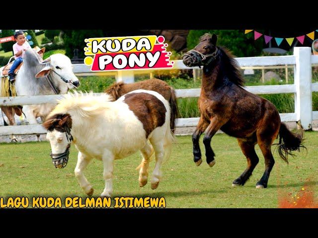 KUDA DELMAN ISTIMEWA ( KUDA PONY CIMORY LAND) LAGU KUDA DELMAN | NAIK KUDA | PONY | DELMAN | HORSE