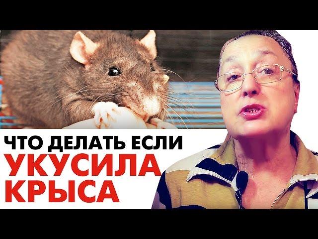 Что делать если УКУСИЛА КРЫСА || скорая помощь