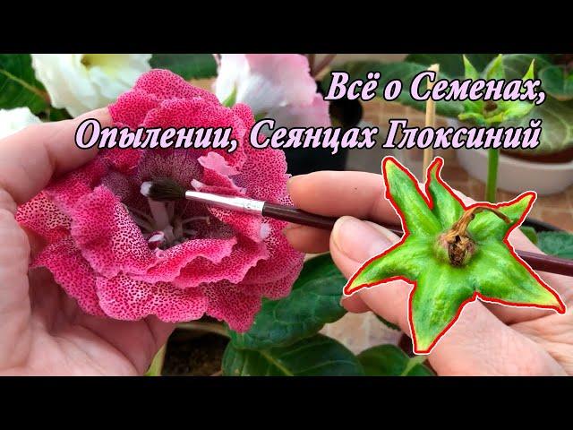 Сеянцы, Семена, Опыление Глоксиний