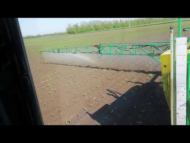 Chemical field of corn. Herbicidal treatment of corn from weeds.