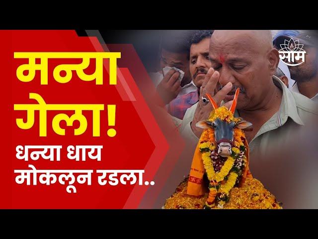 Manya Bail News | लाखोंची बक्षीसे जिंकणारा मन्या गेला, मालकाची भावनिक प्रतिक्रिया.. | Marathi News