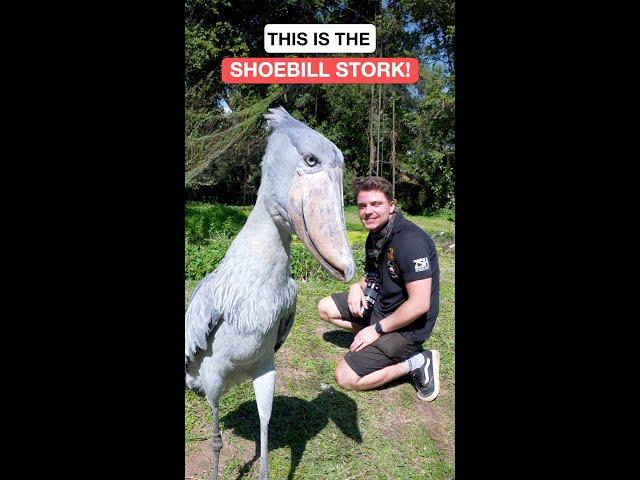 THIS IS THE SHOEBILL STORK! #shorts #shoebillstork #youtubeshorts