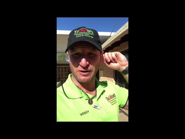 How to install a partial termite reticulation system using Term-X