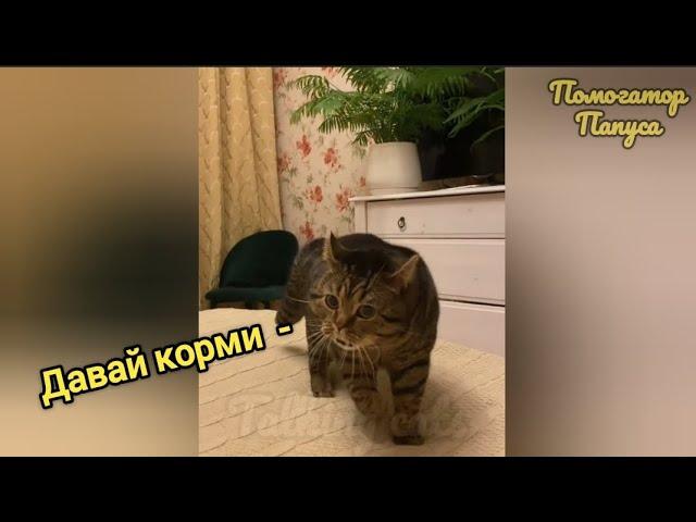 ГОВОРЯЩИЕ КОТЫ  САМЫЕ СМЕШНЫЕ КОТЫ И СОБАКИ  ПРИКОЛЫ С ЖИВОТНЫМИ  TALKING CATS 