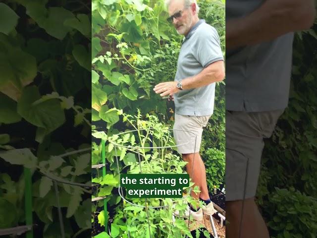 Tall Tomatoes Keep Growing Up!