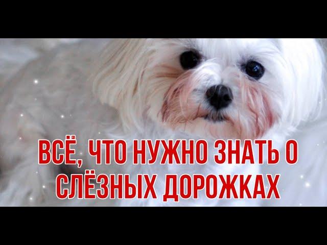 СЛЕЗНЫЕ ДОРОЖКИ. ЧАСТЬ 1. Почему текут глаза у собаки.