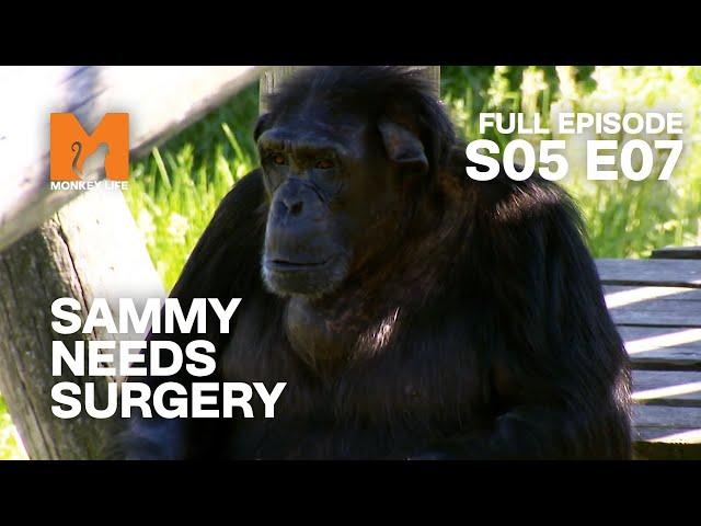 The Chimps Get Upset | Season 5 Episode 7 | Full Episode | Monkey Life