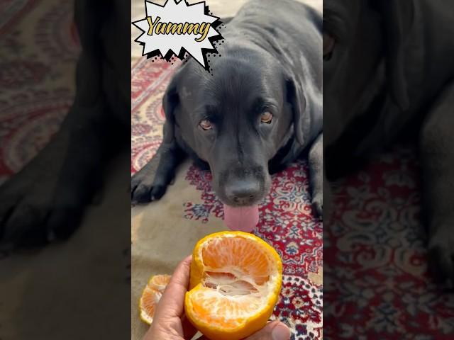 My Dog Loves Oranges #doglover #lucky