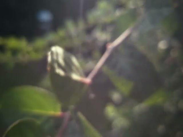 macro (16mm film)