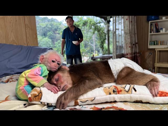 Monkey Max sick!Stopped eating completely... lay still and cry · ᥫ᭡︎