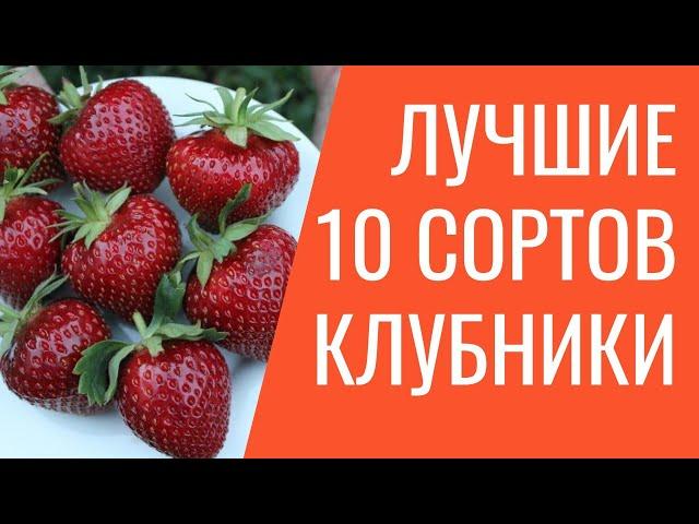 Самая сладкая и высокоурожайная клубника. Лучшие 10 сортов клубники