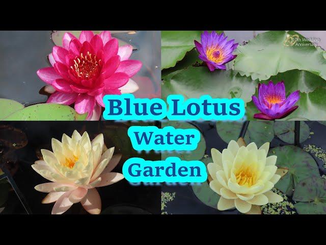 Big and Stunning Blue Lotus Water Garden Yarra Junction VIC Australia