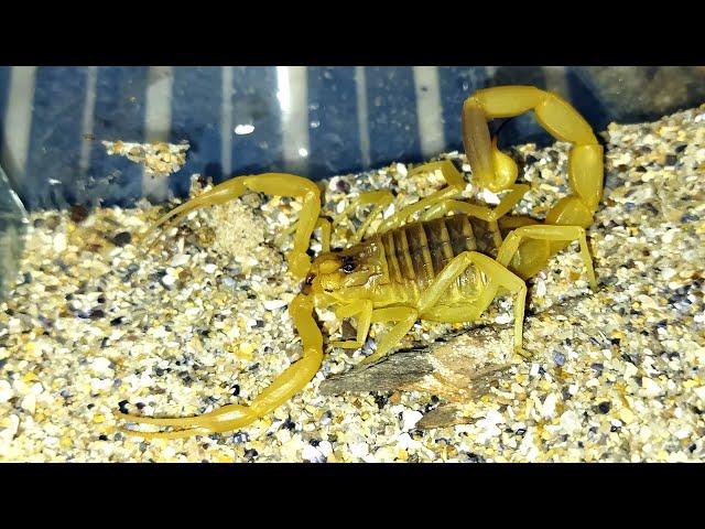 Как охотится самый токсичный в мире скорпион / The most toxic scorpion feeding