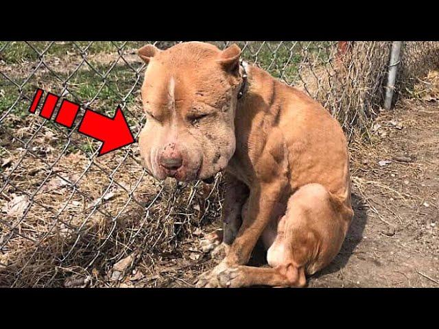 An injured puppy with chubby cheeks is infected and left all alone, tied to a fence