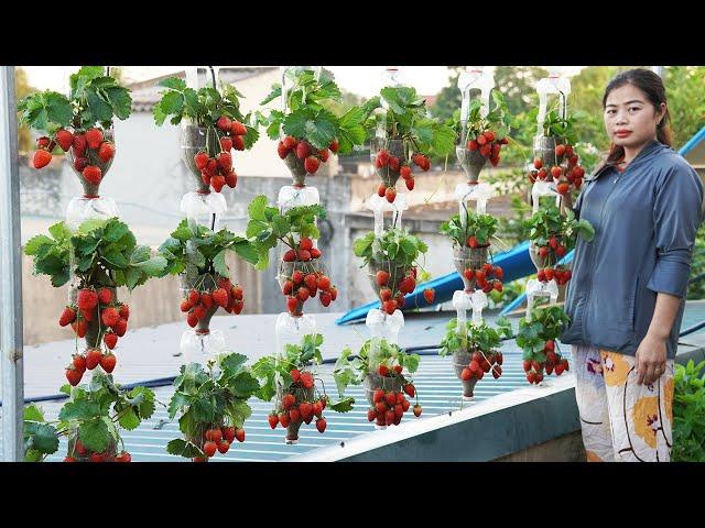 Turn Plastic Bottles Into A 3 Story Hanging Garden Filled With Delicious Strawberries