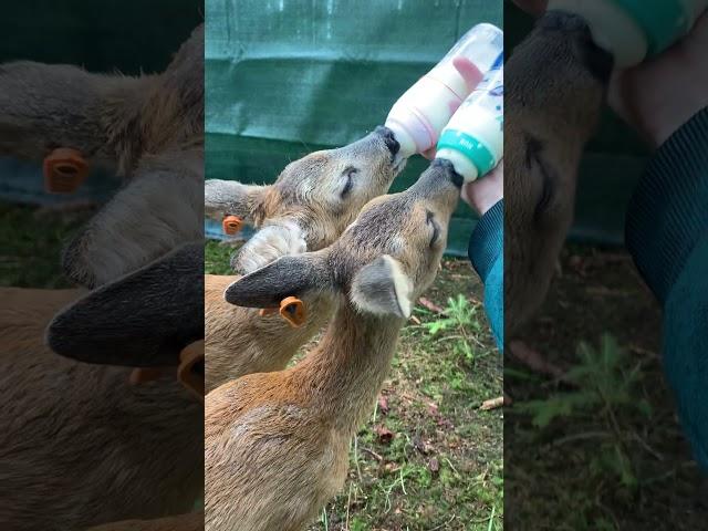 Guy Raises Two Baby Deer By Himself | The Dodo
