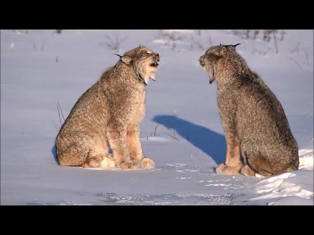 Классные и очень удивительные виды Рыси.